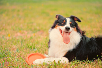 Happy Australian Shepherd with frisbee disc in front paws lying on grass