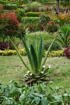 Agave american plant growing in the garden