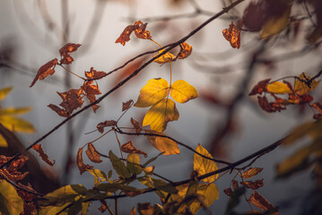 Autumn leaves