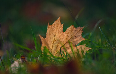 Autumn leaves