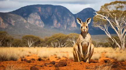 Raamstickers Red Kangaroo, Flinders Ranges National Park, South. © Fary