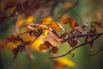 Nature beauty