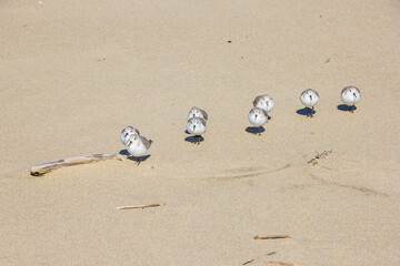 冬の鳥取砂丘とミユビシギ 鳥取県 鳥取砂丘