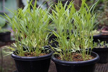 Water spinach plant that thrives in pots