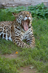 Jaguar (Panthera onca) Raubkatze liegt im Gras