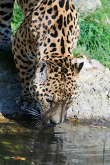 Jaguar (Panthera onca) Raubkatze trinkt Wasser 