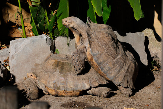 Spornschildkr&ouml;te (Centrochelys sulcata) Paarung 