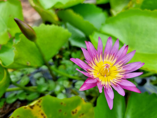 Purple water lily or Lotus Flower with green leaf in the pond.