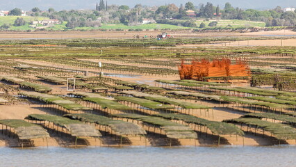 Tractor gathering seaweed from the algae farm near beach timelapse during low tide © HyperlapsePro