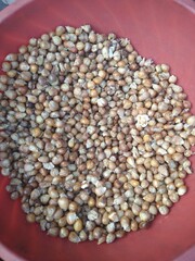 very beautiful and fresh spring season photos of different plants and animal and building 