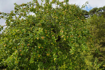 Fototapeta na wymiar Fresh apples on a tree in an orchard