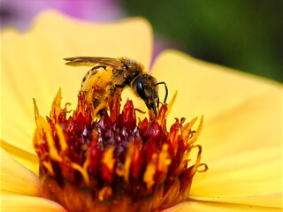 Macro bee of genus Andrena feeding on yellow dahlia and seen from profile with lots of pollen 