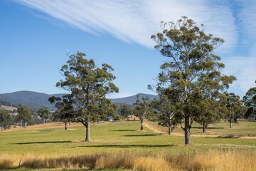 Farming landscape of stud angus and wagyu bulls grazing, with beautiful cows and cattle grazing on pasture in spring on a farm, with a crop growing food behind with hills and trees in nature