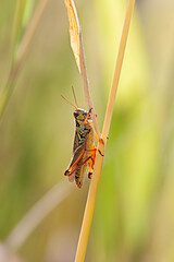 Grasshopper Clims a Blade of Grass