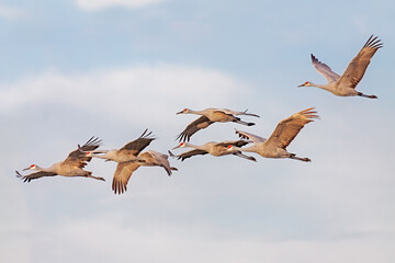 A Flying Flock of Sandhill Cranes