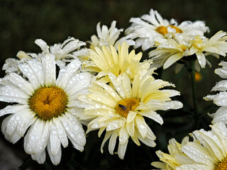 Closeup of white daisies (Anthemis) in french garden with raindrops on the petals 