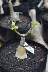 Adenium plants that appear flower buds