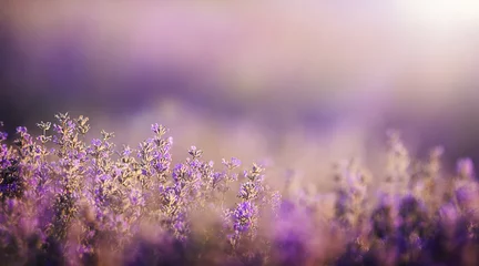 Gardinen Sunset over a violet lavender field © MisPJ
