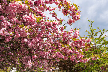 Close-up of Japanese cherry blossoms in Wiesbaden/Germany on the banks of the Rhine