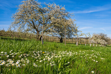 Blooming cherry trees under a white-blue sky in Frauenstein - Germany in the Rheingau