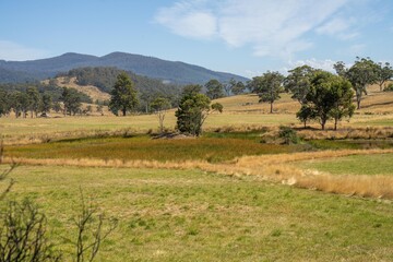 beautiful farming landscape with trees and fields cows