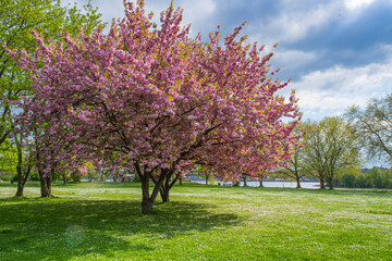 Naklejka premium A Japanese cherry tree in full bloom in Wiesbaden Germany on the banks of the Rhine