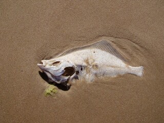 dead fish on the sand