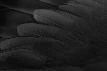 black feather pigeon macro photo. texture or background