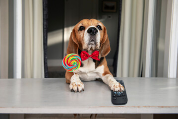 funny beagle dog with candy in his paw watches TV attentively