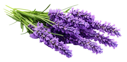 Vibrant bouquet of purple lavender flowers, cut out