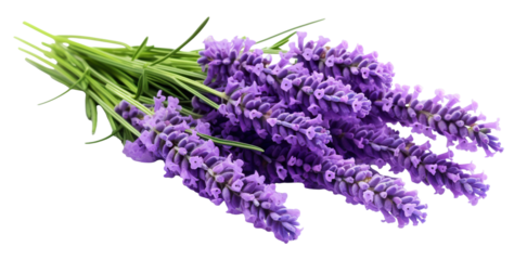 Vibrant bouquet of purple lavender flowers, cut out