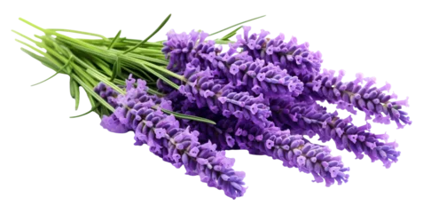 Schilderijen op glas Vibrant bouquet of purple lavender flowers, cut out © Yeti Studio
