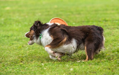 Miniature American Shepherd dog catches a flying disc on a green field