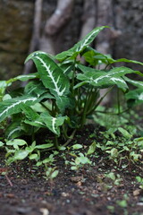 A Syngonium podophyllum plants that grow wild in the yard