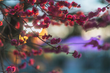 栃木に咲く夜の梅の花のライトアップ