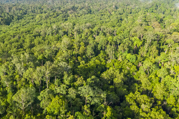 Fototapeta na wymiar Aerial view of the Borneo rainforest.