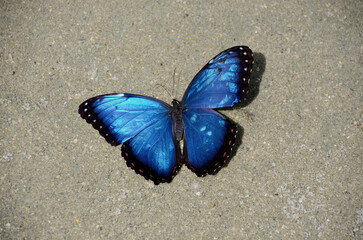 Bright blue morpho butterfly on sand