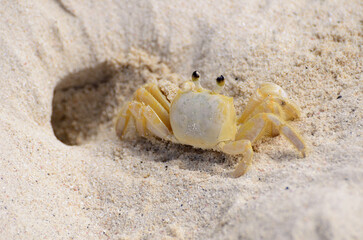 Yellow sand crab emerging from hole in sand