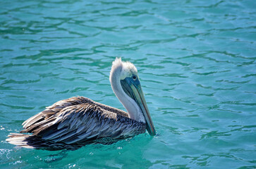 Juvenile brown pelican in torquoise water