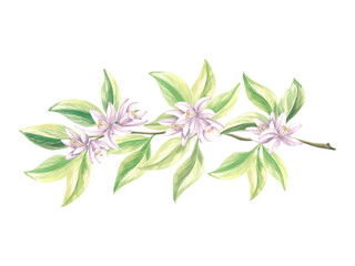 Branch of oranges with green leaves and flowers. Watercolor summer citrus blossom. Isolated hand drawn botanical illustration. Template drawing for postcards, tableware, textile, stickers, embroidery.