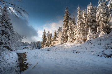Sonnenlicht fällt auf die Bäume im tief verschneiten Winterwald, Schwarzwald, Seewald,...