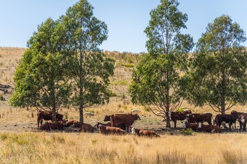 beautiful farming landscape with cows in australia