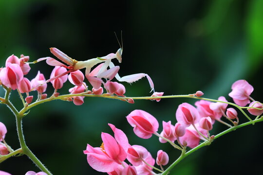 Pink Orchid mantis (Hymenopus coronatus) It is known by various common names, including walking flower mantis, orchid-blossom mantid and orchid mantis.