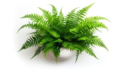 green fern plant  with leaves in pot , gardening or interior design element