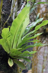 Obraz premium Asplenium nidus plant growing in the yard