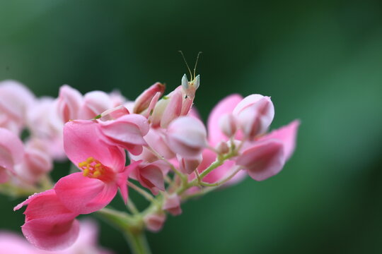 Pink Orchid mantis (Hymenopus coronatus) It is known by various common names, including walking flower mantis, orchid-blossom mantid and orchid mantis.