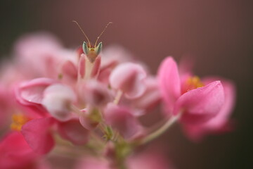 Pink Orchid mantis (Hymenopus coronatus) It is known by various common names, including walking flower mantis, orchid-blossom mantid and orchid mantis.