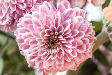Close-up of a vibrant pink chrysanthemum highlighting its intricate petal structure and depth...
