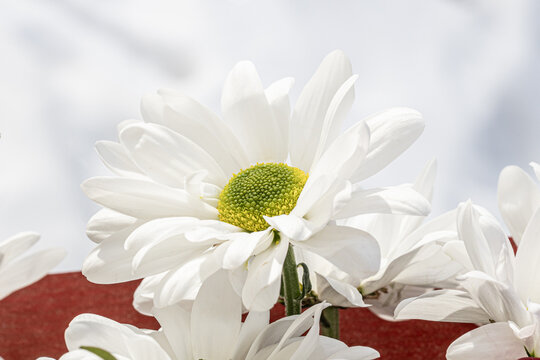 close up photo of white bloom chrysanthemum.
