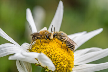 Plasterer Bees Facing Each Other on Oxeye Daisy
